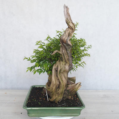 Pokojová bonsai - Sagerécie thea - Sagerécie thea - 3