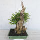 Pokojová bonsai - Sagerécie thea - Sagerécie thea - 3/7