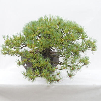 Venkovní bonsai - Pinus parviflora - Borovice drobnokvětá - 3