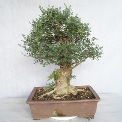 Pokojová bonsai - Fraxinus angustifolia - pokojový Jasan - 3