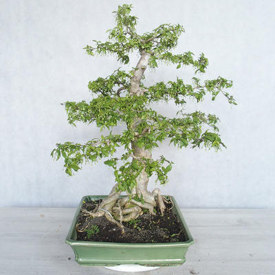 Pokojová bonsai - Vodní jasmín  - Wrightia religiosa - 3
