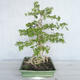 Pokojová bonsai - Vodní jasmín  - Wrightia religiosa - 3/7