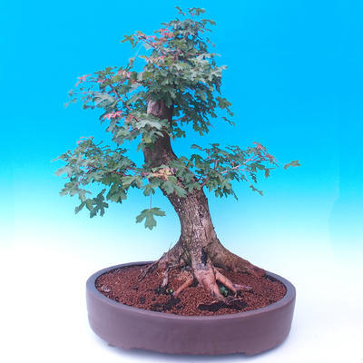 Venkovní bonsai -Javor babyka - Acer campestre - 3