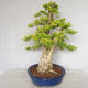 Pokojová bonsai - Duranta erecta aurea - 3/5