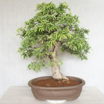 Pokojová bonsai - Vachellia leucophloea - Akacia - 3