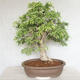 Pokojová bonsai - Vachellia leucophloea - Akacia - 3/6