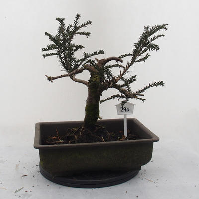 Venkovní bonsa - Malolistý tis - Taxus bacata Adpresa - 3