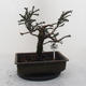 Venkovní bonsa - Malolistý tis - Taxus bacata Adpresa - 3/5