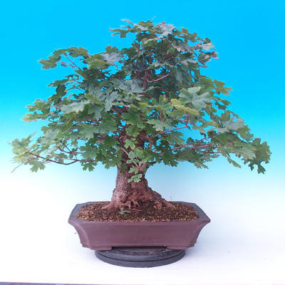 Venkovní bonsai -Javor babyka - Acer campestre - 3