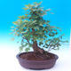 Venkovní bonsai -Javor babyka - Acer campestre - 3/5