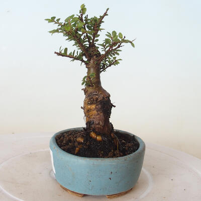 Venkovní bonsai - Ulmus parvifolia SAIGEN - Malolistý jilm - 3