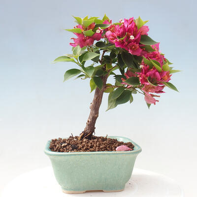 Pokojová bonsai - Bouganwilea - 3