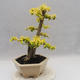 Pokojová bonsai -Ligustrum Aurea - Ptačí zob - 3/6