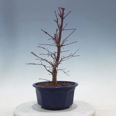 Venkovní bonsai - Javor palmatum DESHOJO - Javor dlanitolistý - 3