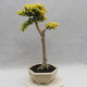 Pokojová bonsai -Ligustrum Aurea - Ptačí zob - 3/6