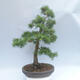 Venkovní bonsai -Larix decidua - Modřín opadavý - 3/5