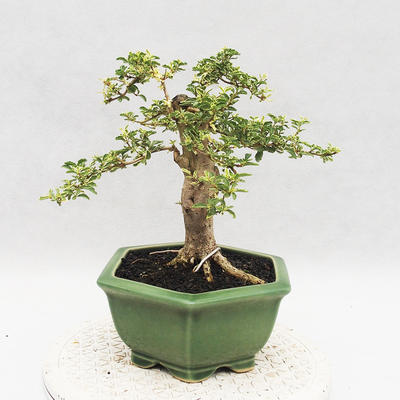 Pokojová bonsai -Ligustrum Variegata - Ptačí zob - 3
