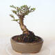 Venkovní bonsai - Ulmus parvifolia SAIGEN - Malolistý jilm - 3/4