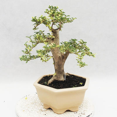 Pokojová bonsai -Ligustrum Variegata - Ptačí zob - 3