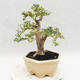 Pokojová bonsai -Ligustrum Variegata - Ptačí zob - 3/6