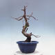 Venkovní  bonsai -  Pseudocydonia sinensis - Kdouloň čínská - 3/4