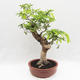 Pokojová bonsai -Phyllanthus Niruri- Smuteň - 3/6