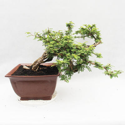 Pokojová bonsai -Phyllanthus Niruri- Smuteň - 3