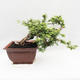 Pokojová bonsai -Phyllanthus Niruri- Smuteň - 3/6