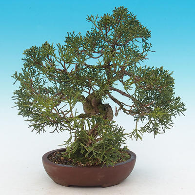 Venkovní bonsai - Juniperus chinensis -Jalovec čínský - 3