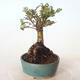 Venkovní bonsai - Ulmus parvifolia SAIGEN - Malolistý jilm - 3/5