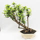 Pokojová bonsai -Phyllanthus Niruri- Smuteň - 3/5