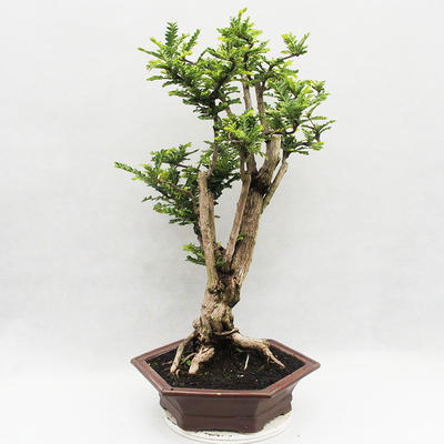 Pokojová bonsai -Phyllanthus Niruri- Smuteň - 3
