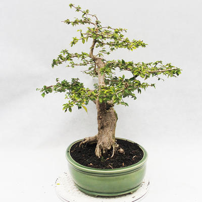 Pokojová bonsai - Cudrania equisetifolia - 3