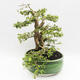Pokojová bonsai - Cudrania equisetifolia - 3/5