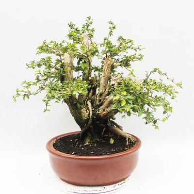 Pokojová bonsai - Cudrania equisetifolia - 3