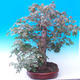 Venkovní bonsai -Javor babyka - Acer campestre - 3/7