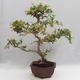 Pokojová bonsai - Australská třešeň - Eugenia uniflora - 3/5