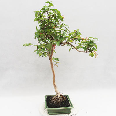Pokojová bonsai - Australská třešeň - Eugenia uniflora - 3