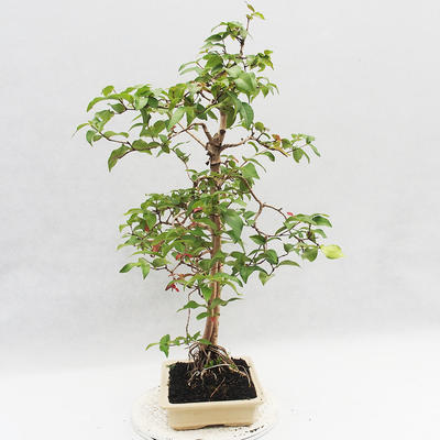 Pokojová bonsai - Australská třešeň - Eugenia uniflora - 3