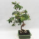 Pokojová bonsai - Australská třešeň - Eugenia uniflora - 3/5