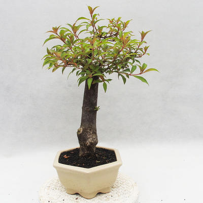 Pokojová bonsai - Hamelia patent - 3