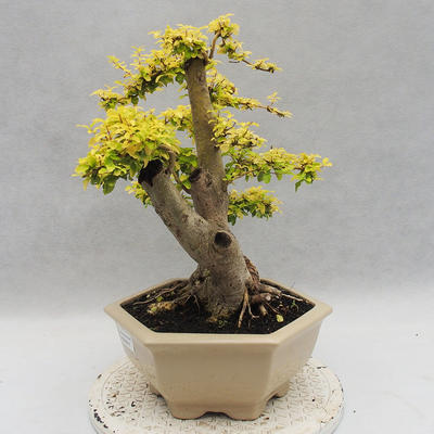 Pokojová bonsai -Ligustrum Aurea - Ptačí zob - 3