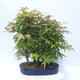 Acer palmatum - Javor dlanitolistý - lesík - 3/5