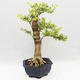 Pokojová bonsai - Duranta erecta Variegata - 3/6