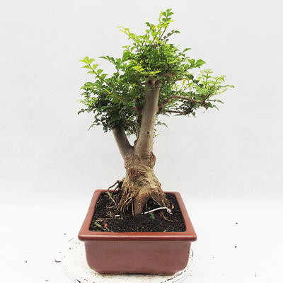 Pokojová bonsai - Fraxinus uhdeii - pokojový Jasan - 3