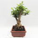 Pokojová bonsai - Fraxinus uhdeii - pokojový Jasan - 3/6