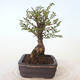 Venkovní bonsai - Ulmus parvifolia SAIGEN - Malolistý jilm - 3/7