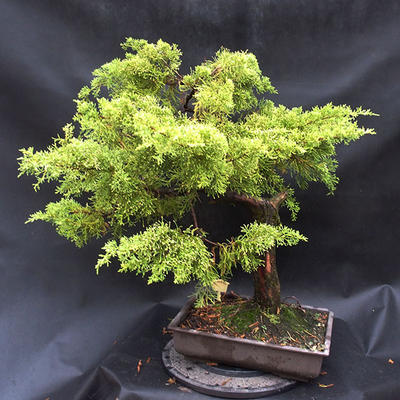 Jalovec - Juniperus sabina NO-22 - 3
