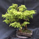 Jalovec - Juniperus sabina NO-22 - 3/7