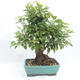 Venkovní bonsai -Malus halliana - Maloplodá jabloň - 3/6